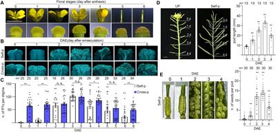 Programmed Cell Death in Stigmatic Papilla Cells Is Associated With Senescence-Induced Self-Incompatibility Breakdown in Chinese Cabbage and Radish